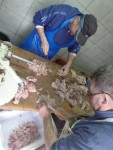 Diszn�tor 2026