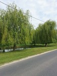 Tavaszi vir�gos�t�s